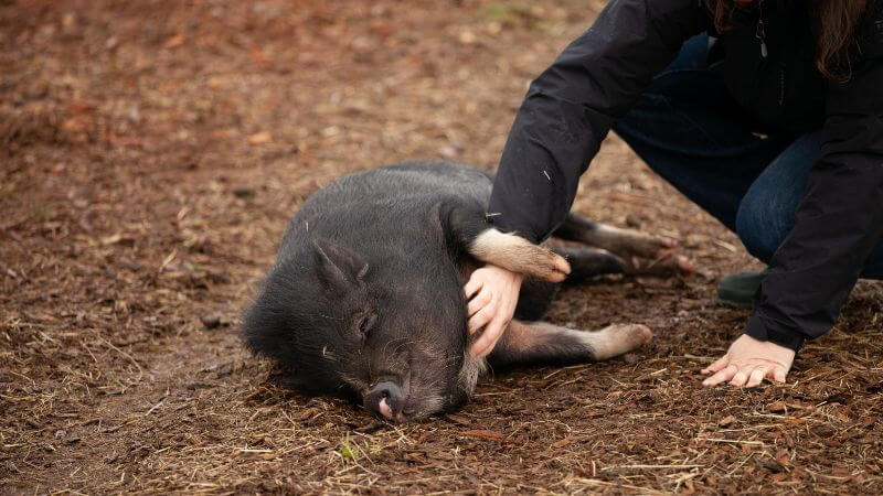 地面に横たわりお腹を撫でられてニコニコしている可愛い黒豚