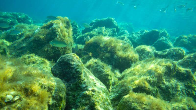 海水中の岩の表面で成長する微細藻類