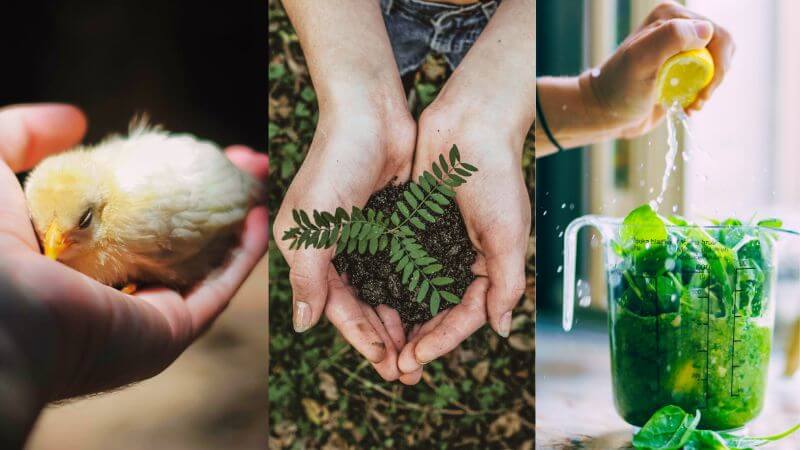 ヴィーガンのメリット3つ