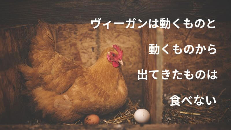 納屋で卵を産む雌鶏