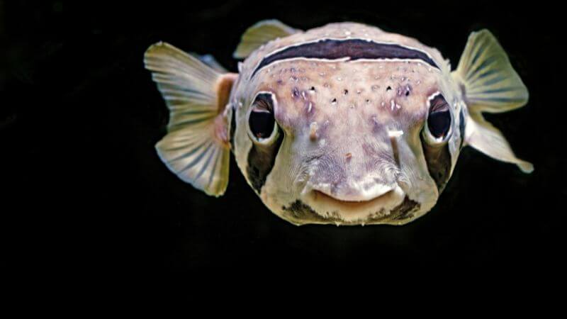 水中でほほ笑む魚