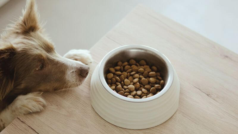 ドッグフードを見つめる犬