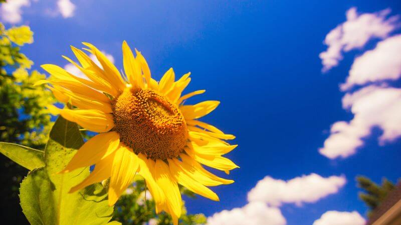 夏の太陽とひまわり